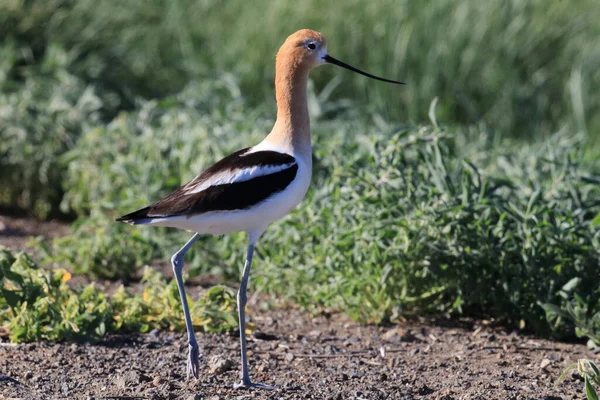 American Avocet Oregon Stati Uniti — Foto Stock