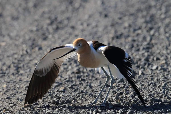 American Avocet Oregon Stati Uniti — Foto Stock