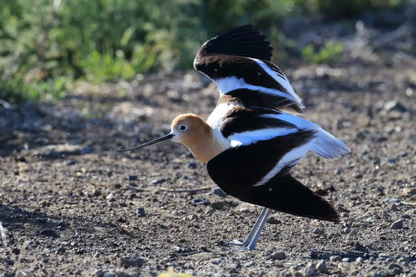 American Avocet Oregon Stati Uniti — Foto Stock