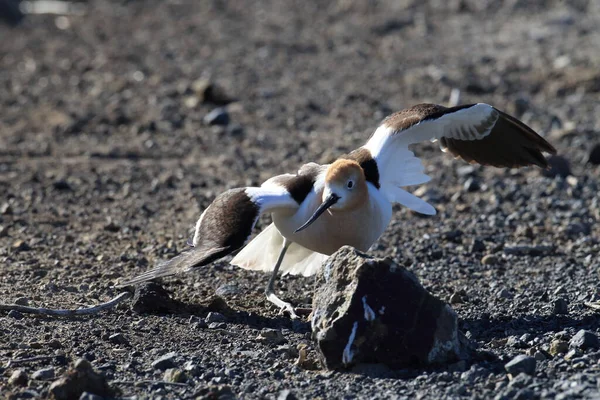 American Avocet Oregon Stati Uniti — Foto Stock