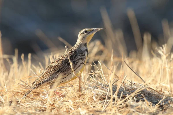 Meadowlark Oriental Sturnella Magna Novo México — Fotografia de Stock