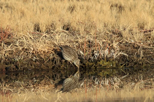 Östliche Wiesenlerche Sturnella Magna New Mexico — Stockfoto