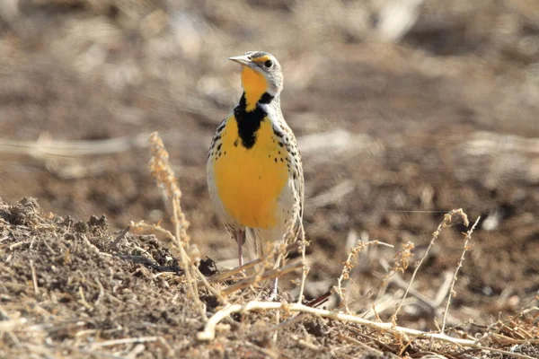 Doğu Meadowlark Sturnella Magna New Mexico — Stok fotoğraf