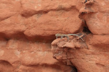 A lizard climbs the rock formations in the Valley of Fire clipart