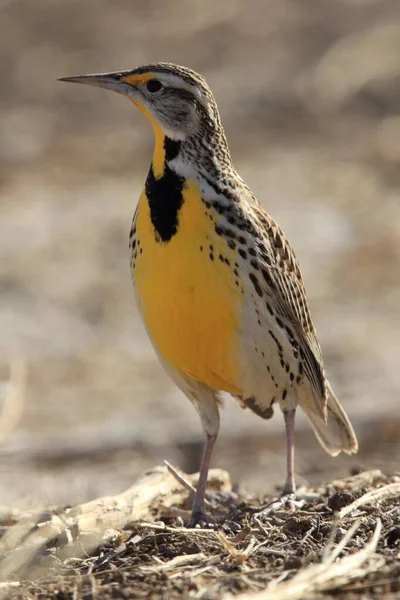 Meadowlark Oriental Sturnella Magna Novo México — Fotografia de Stock