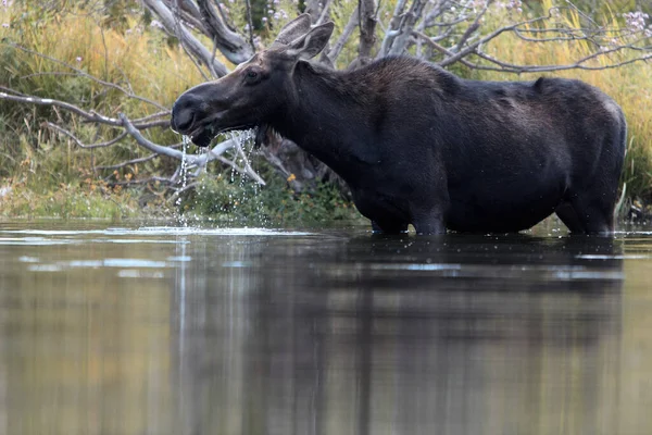 Moose Στο Grand Teton National Park Γουαϊόμινγκ — Φωτογραφία Αρχείου