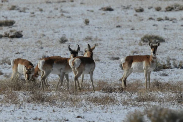 Pronghorn Med Stor Bergskedja Bakgrunden Vintern New Mexico — Stockfoto