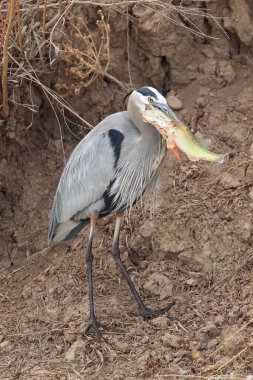 Great Blue Heron (Ardea herodias) Eating a Fish Bosque del Apache National Wildlife Refuge New Mexico USA clipart