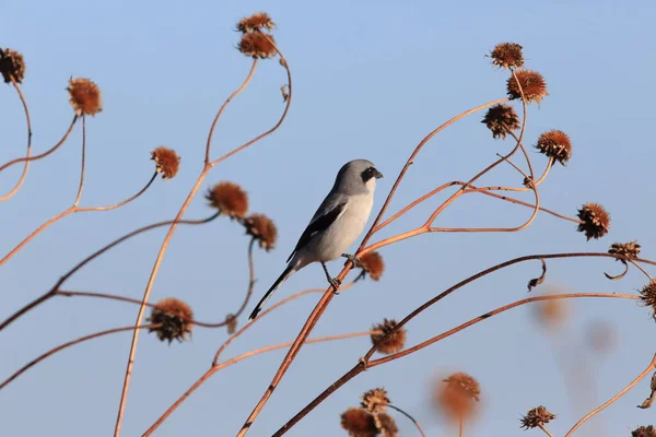 Great Grey Shrike Northern Grey Shrike Lanius Excubitor Mexikó Amerikai — Stock Fotó