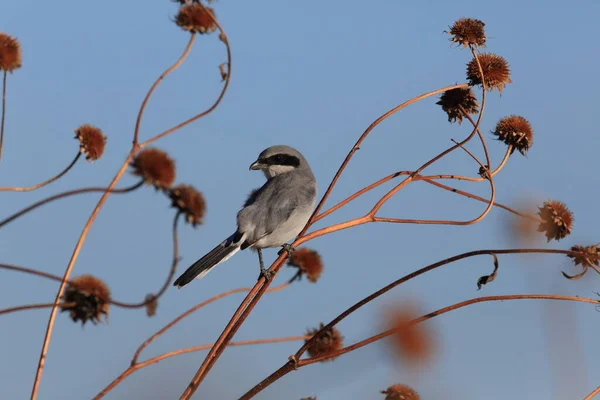 Raubwürger Neuntöter Lanius Excubitor Neu Mexiko Usa — Stockfoto