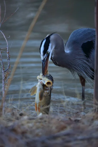 Gran Garza Azul Ardea Herodias Comiendo Pescado Bosque Del Apache —  Fotos de Stock