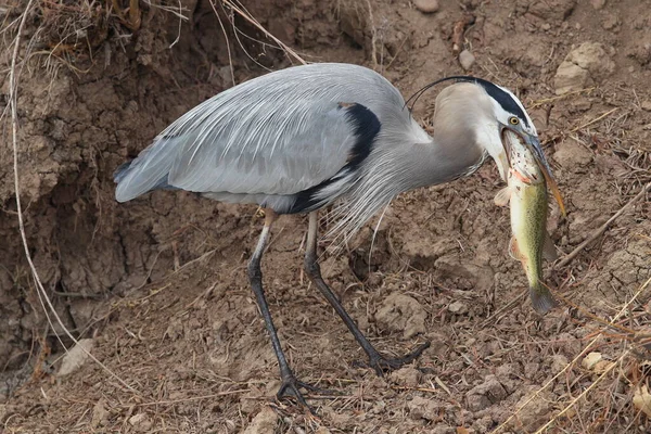 Gran Garza Azul Ardea Herodias Comiendo Pescado Bosque Del Apache —  Fotos de Stock