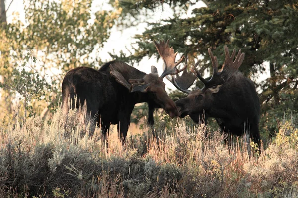 Bull Moose Grand Teton National Park Wyoming — Stock Photo, Image