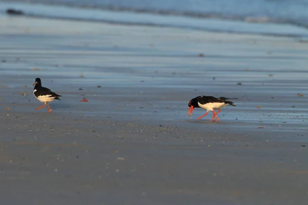 Евразия Haematopus Ostralegus Helgoland Germany — стоковое фото