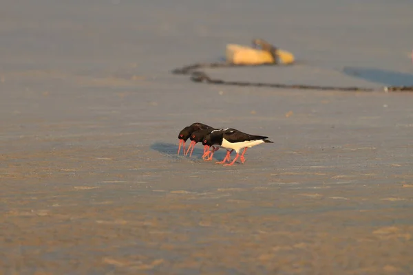 Eurázsiai Osztrigafogó Haematopus Ostralegus Helgoland Németország — Stock Fotó