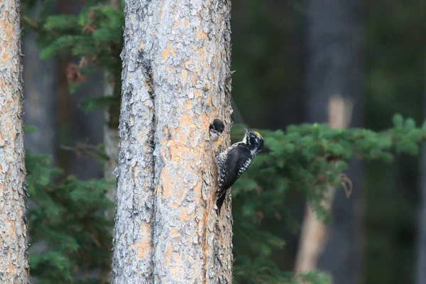 Preto Apoiado Woodpecker Está Alimentando Sua Jovem — Fotografia de Stock