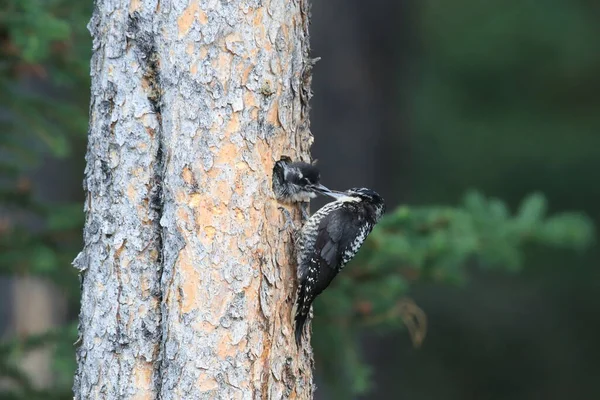 Preto Apoiado Woodpecker Está Alimentando Sua Jovem — Fotografia de Stock