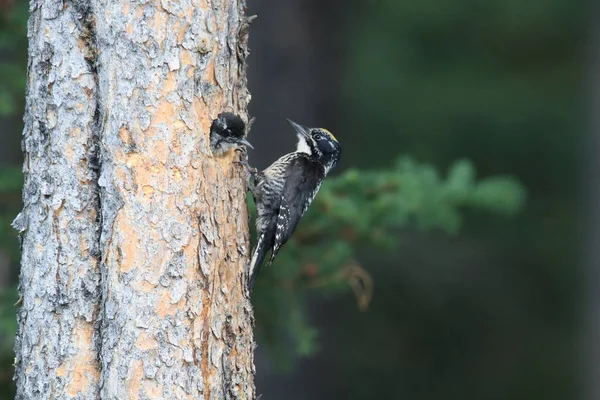 Black Backed Dzięcioł Karmi Swoje Młode — Zdjęcie stockowe