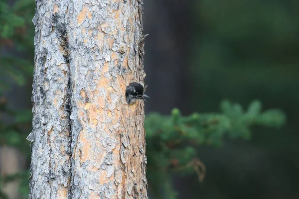 Siyah Sırtlı Ağaçkakan Yavrularını Besliyor — Stok fotoğraf
