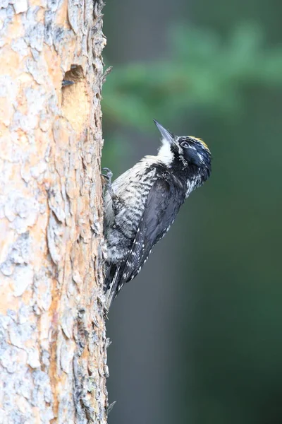 Black Backed Dzięcioł Karmi Swoje Młode — Zdjęcie stockowe