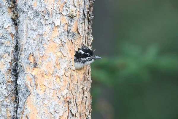 Preto Apoiado Woodpecker Está Alimentando Sua Jovem — Fotografia de Stock