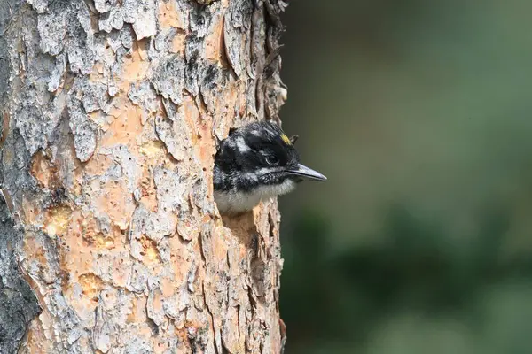 Preto Apoiado Woodpecker Está Alimentando Sua Jovem — Fotografia de Stock