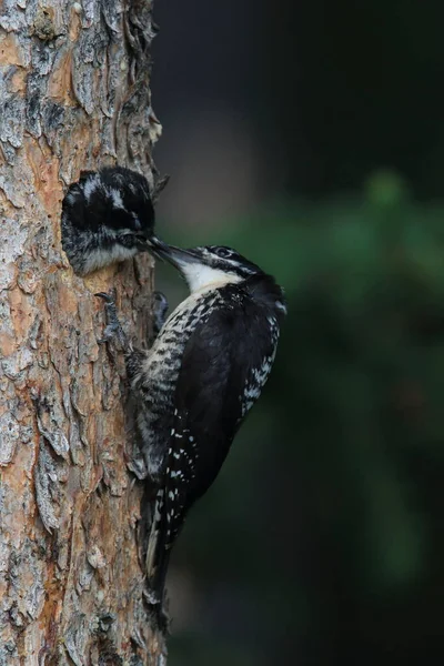 Preto Apoiado Woodpecker Está Alimentando Sua Jovem — Fotografia de Stock