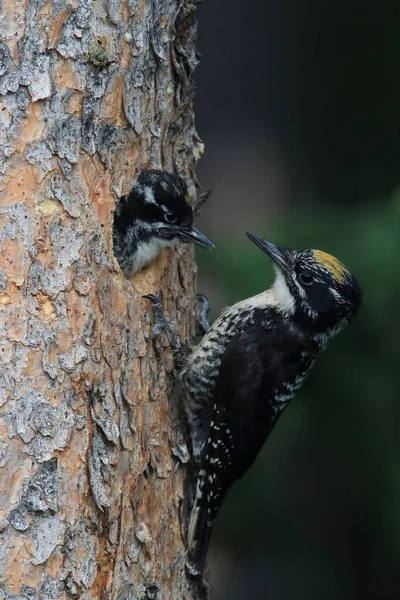 Black Backed Dzięcioł Karmi Swoje Młode — Zdjęcie stockowe