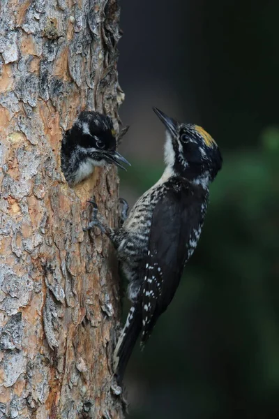 Preto Apoiado Woodpecker Está Alimentando Sua Jovem — Fotografia de Stock