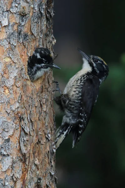 Preto Apoiado Woodpecker Está Alimentando Sua Jovem — Fotografia de Stock