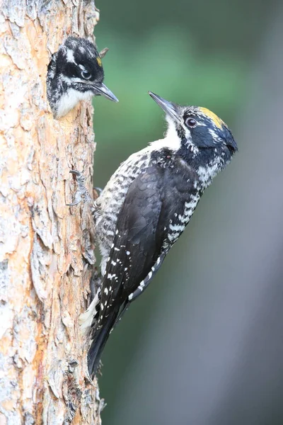 Preto Apoiado Woodpecker Está Alimentando Sua Jovem — Fotografia de Stock