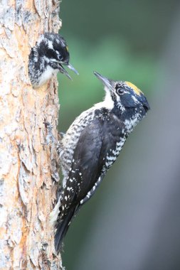 Black Backed Woodpecker is feeding his young clipart