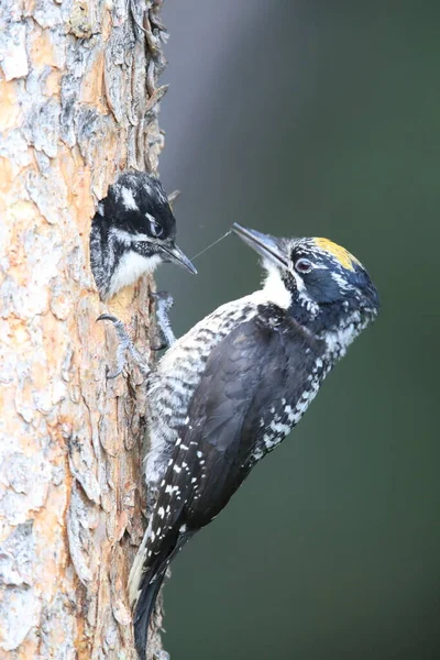 Preto Apoiado Woodpecker Está Alimentando Sua Jovem — Fotografia de Stock