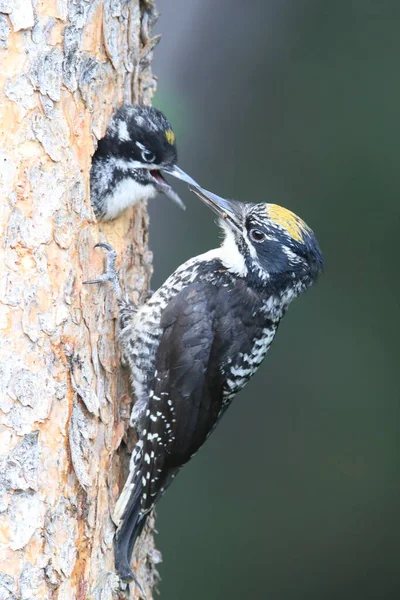 Black Backed Woodpecker Matar Sina Ungar — Stockfoto