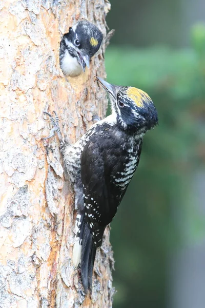 Preto Apoiado Woodpecker Está Alimentando Sua Jovem — Fotografia de Stock