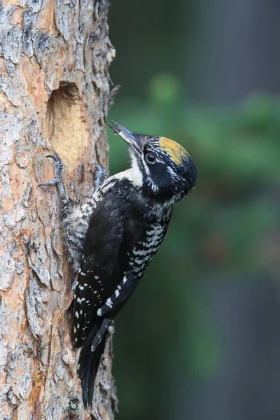 Preto Apoiado Woodpecker Está Alimentando Sua Jovem — Fotografia de Stock