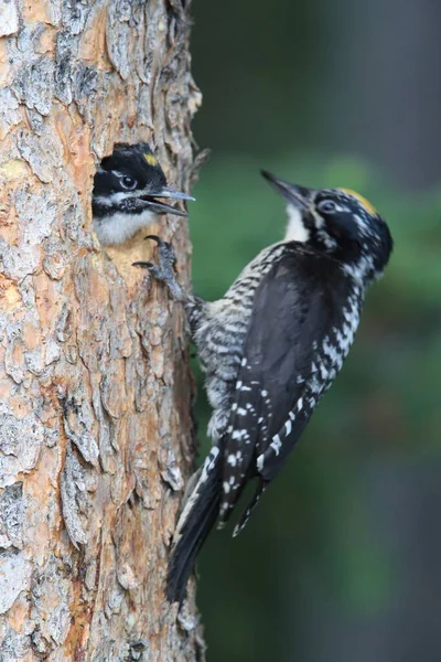 Preto Apoiado Woodpecker Está Alimentando Sua Jovem — Fotografia de Stock