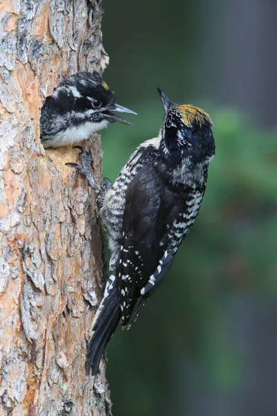 Preto Apoiado Woodpecker Está Alimentando Sua Jovem — Fotografia de Stock