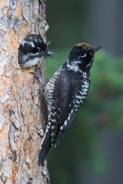 Preto Apoiado Woodpecker Está Alimentando Sua Jovem — Fotografia de Stock