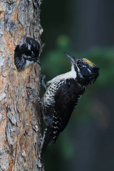 Black Backed Woodpecker Matar Sina Ungar — Stockfoto