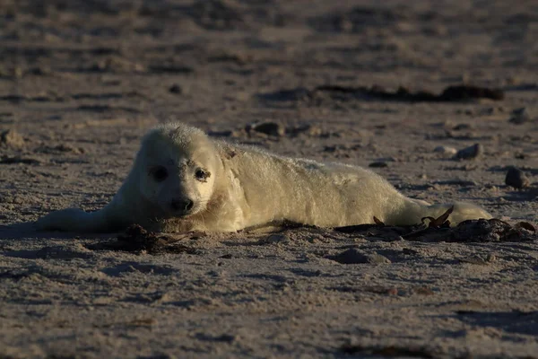 Grå Säl Halichoerus Grypus Pup Helgoland Tyskland — Stockfoto