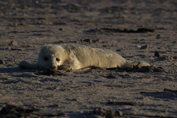 Grey Seal Halichoerus Grypus Pup Helgoland Germany — стокове фото