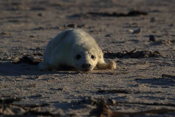 Sello Gris Halichoerus Grypus Pup Helgoland Alemania — Foto de Stock