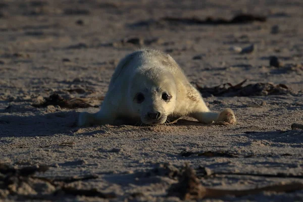 Sigillo Grigio Halichoerus Grypus Pup Helgoland Germania — Foto Stock