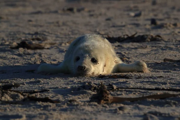 Pieczęć Szara Halichoerus Grypus Pup Helgoland Niemcy — Zdjęcie stockowe