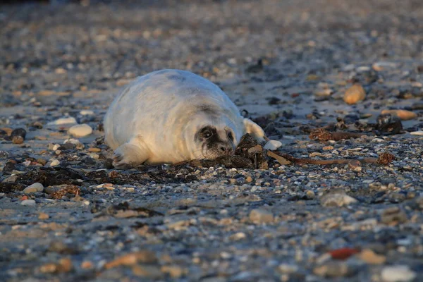 Gray Seal Halichoerus Grypus Pup Helgoland Germany — 图库照片