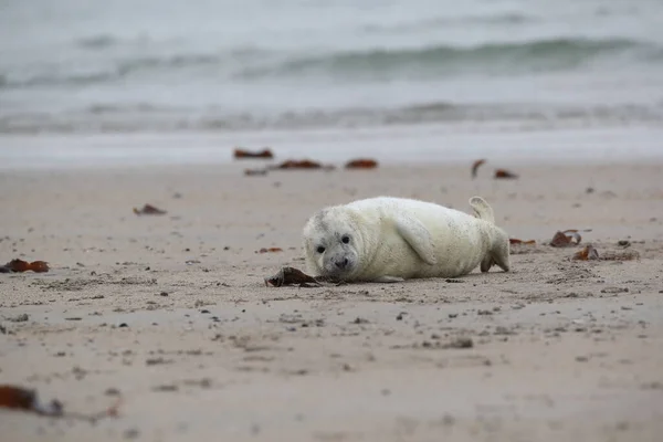 Halichoerus Grypus Pup Helgoland Germany — 스톡 사진