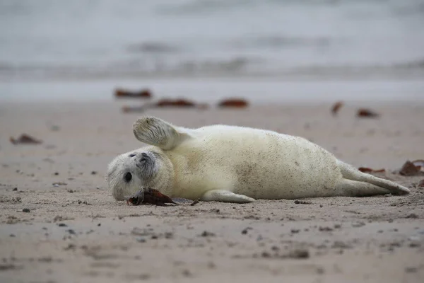 Kegelrobbe Halichoerus Grypus Welpe Helgoland Deutschland — Stockfoto