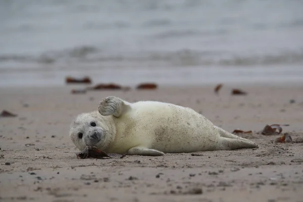 Gray Seal Halichoerus Grypus Pup Helgoland Γερμανία — Φωτογραφία Αρχείου