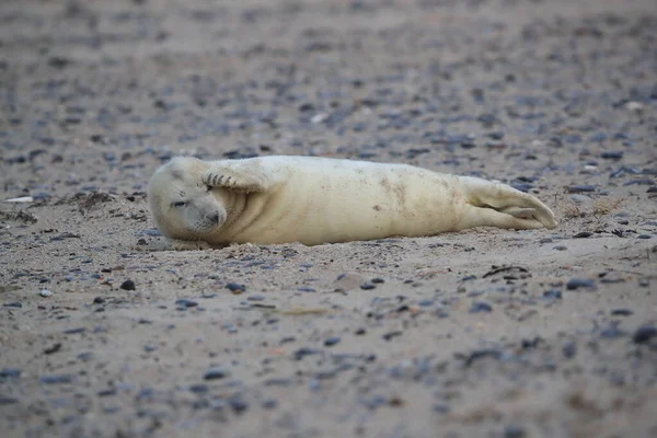 Gray Seal Halichoerus Grypus Pup Helgoland Duitsland — Stockfoto